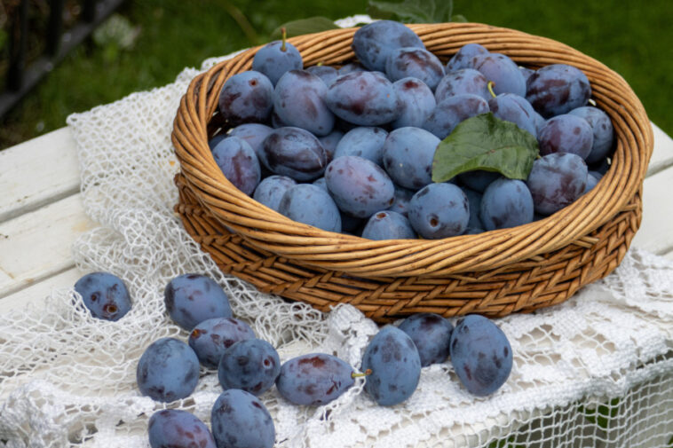 Zdrave su, ukusne i pune vitamina, ali s ovim voćem ne treba preterivati: Evo kome ŠLJIVE mogu da naprave PROBLEM Zdrave su, ukusne i pune vitamina, ali s ovim voćem ne treba preterivati: Evo kome ŠLJIVE mogu da naprave PROBLEM