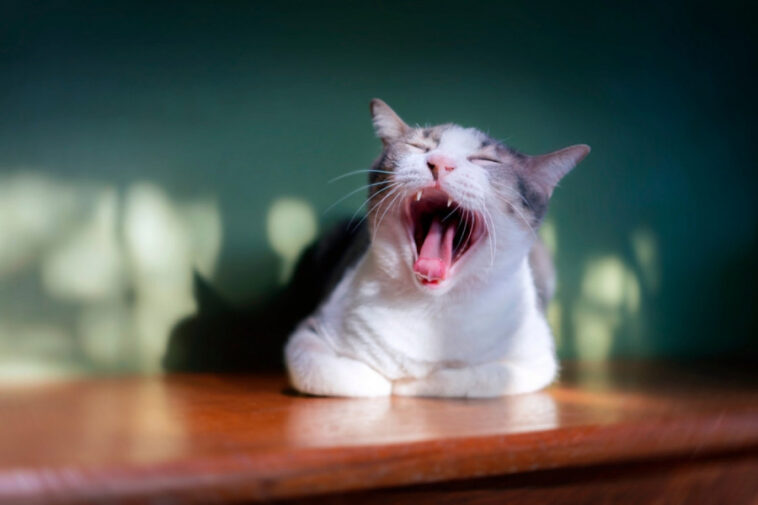 Mačka ima neprijatan ZADAH? Veterinari upozoravaju: Ovaj miris može biti znak OZBILJNOG zdravstvenog problema Mačka ima neprijatan ZADAH? Veterinari upozoravaju: Ovaj miris može biti znak OZBILJNOG zdravstvenog problema