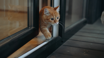 Da li MAČKA treba da izlazi napolje? Veterinari otkrivaju šta je bezbednije za nju