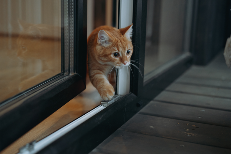 Da li MAČKA treba da izlazi napolje? Veterinari otkrivaju šta je bezbednije za nju Da li MAČKA treba da izlazi napolje? Veterinari otkrivaju šta je bezbednije za nju