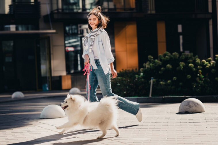 Koliko puta dnevno šetati psa? Veterinari daju odgovor Koliko puta dnevno šetati psa? Veterinari daju odgovor