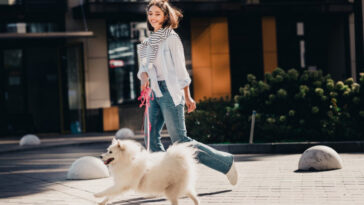 Koliko puta dnevno šetati psa? Veterinari daju odgovor